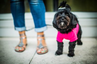 feet with dog